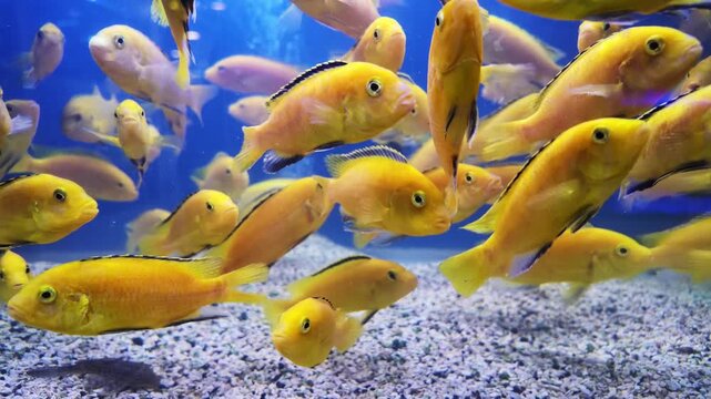 Yellow aquarium fish swim over gravel in a blue tank