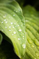 Raindrops on a green plant leaf, the concept of freshness and naturalness  © ketrin