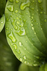 Raindrops on a green plant leaf, the concept of freshness and naturalness  © ketrin