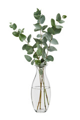 Fresh green eucalyptus branches with round leaves arranged elegantly in a clear glass vase filled with water, isolated on a white background © no one