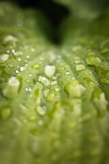 Raindrops on a green plant leaf, the concept of freshness and naturalness  © ketrin