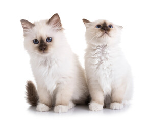 birman kitten in studio © cynoclub