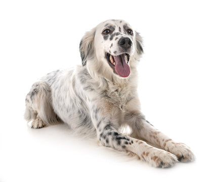 english setter in studio