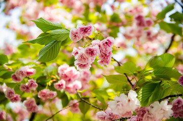 Double cherry blossoms blooming in a park in Seoul © jaehyun