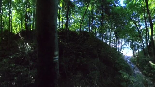 Dense forest with tall tree trunks and natural vegetation