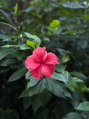 red hibiscus flower © nnsayp