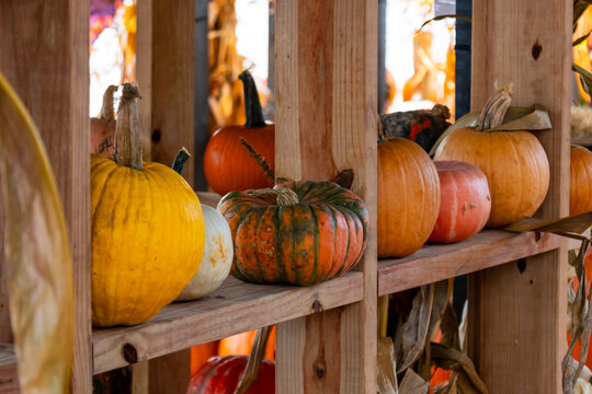 Autumn pumpkins and gourds displaying on wooden shelves