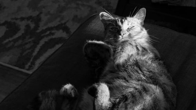 A sleeping tabby cat stretches and rolls onto its back in black and white