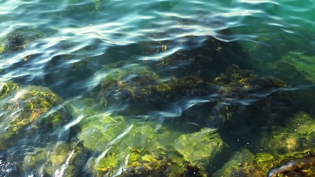 Clear turquoise water gently ripples over submerged rocks and seaweed, showcasing the vibrant underwater ecosystem in a coastal environment