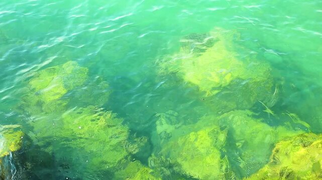 Turquoise water displays submerged rocks with green algae, illustrating the rich underwater life in a coastal setting with clear visibility
