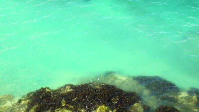 Turquoise water displays submerged rocks with green algae, illustrating the rich underwater life in a coastal setting with clear visibility
