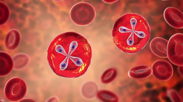 Babesia, 3D animation. Intraerythrocytic protozoan parasites causing babesiosis, a tick-borne infection associated with haemolytic anaemia, fever and potentially severe disease.