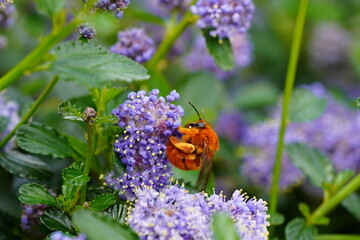 bumblebee or Chilean bumblebee (dahlbomii) feeding on the nectar of a flower © Lecaros fotografíx77
