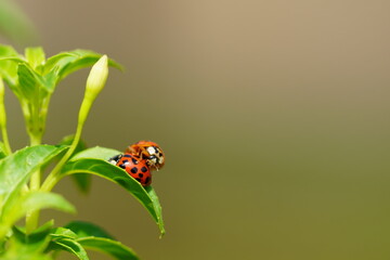 Two harlequin ladybugs, one on top of the other, perched on a plant leaf. © Lecaros fotografíx77