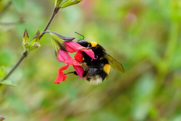 A European bumblebee feeding on the nectar of a flower. © Lecaros fotografíx77