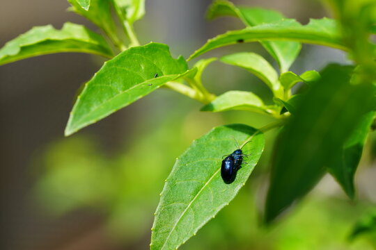 Blue leaf beetle mating on the leaves of a plant.
