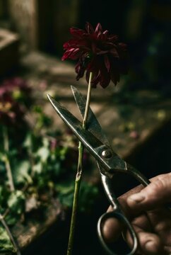 pruning a tree