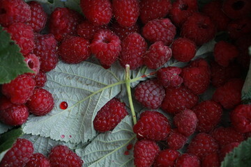 Fresh Ripe Raspberries with Green Leaves © lily