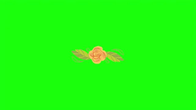 Yellow rose flower bloom with green leaves hand drawn vector illustration isolated on green screen.