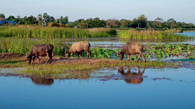 Water Buffalo Grazing Beside Reflective Rural Wetland Landscape, Lush Green Grass, Floating Plant, Traditional House, Lotus, Reed, Lily Pad, Calm Water, Clear Sky, Peaceful Countryside