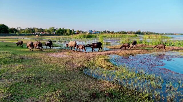 Water Buffalo Herd Grazing Wetland Landscape Beneath Clear Blue Sky, Reflective Water, Green Pasture, Peaceful Rural Scene with Animal Mammal Near Distant Village