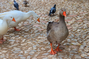 Domestic geese (Anser anser domesticus) on a farmyard © olyasolod