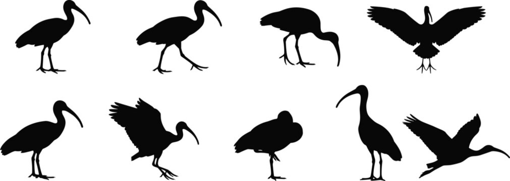 Black Ibis and Wading Bird Silhouette Collection Featuring Long Beaks and Flying Birds