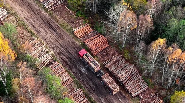 Aerial view of worker securing timber logs with straps on red logging truck on forest road