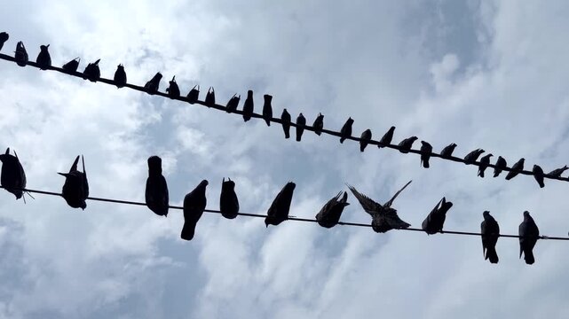 Pigeons perched in a row on overhead electrical wires, with some birds taking flight against the sky, capturing everyday urban wildlife and natural bird behaviour