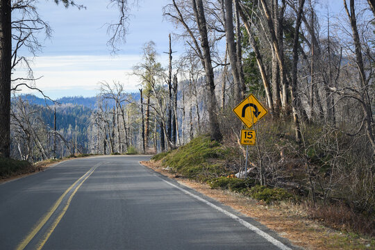 Winding mountain road with 15MPH speed limit and a sharp turn road sign on the Generals Highway. Fire-damaged forest along the road. Sequoia National Park. California. USA.