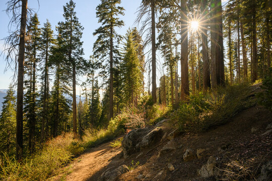 Walking trails among big sequoia trees. Sun starbursts shing through the trees. Sequoia National Park. USA.