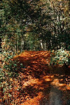 A narrow dirt trail passes beneath trees with fallen leaves covering the ground. Sunlight filters through the canopy, with no people present