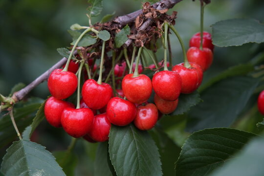 Big cherry with bright red branches, freshly picked cherries