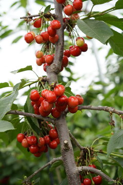 Big cherry with bright red branches, freshly picked cherries