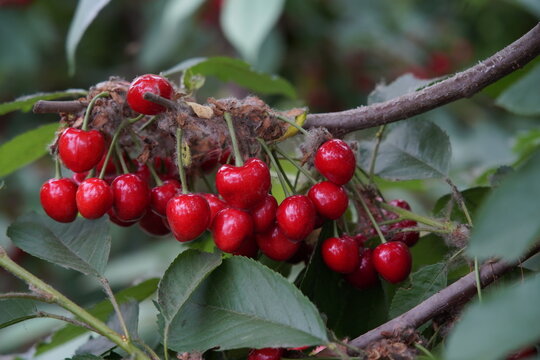 Big cherry with bright red branches, freshly picked cherries