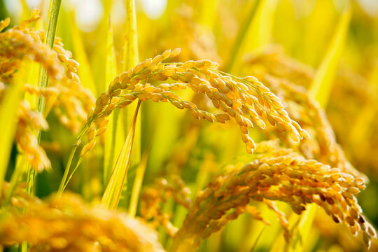 Golden and full ears of rice matured in the field to be harvested.