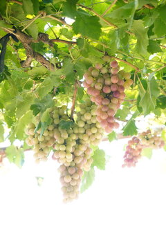Grapes covered in vines and vines