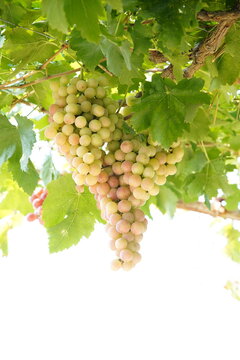 Grapes covered in vines and vines