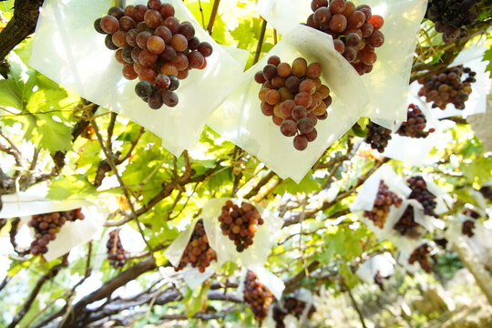 Grapes covered in vines and vines