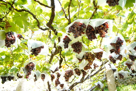 Grapes covered in vines and vines