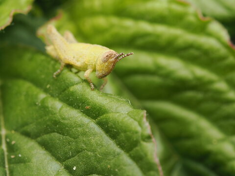 Peque&ntilde;o saltamontes amarillo posado sobre una hoja verde en la naturaleza. Imagen detallada de fauna silvestre ideal para temas de ecolog&iacute;a y entomolog&iacute;a.