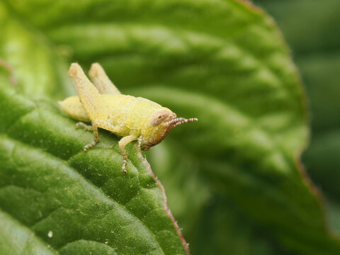 Peque&ntilde;o saltamontes amarillo posado sobre una hoja verde en la naturaleza. Imagen detallada de fauna silvestre ideal para temas de ecolog&iacute;a y entomolog&iacute;a.