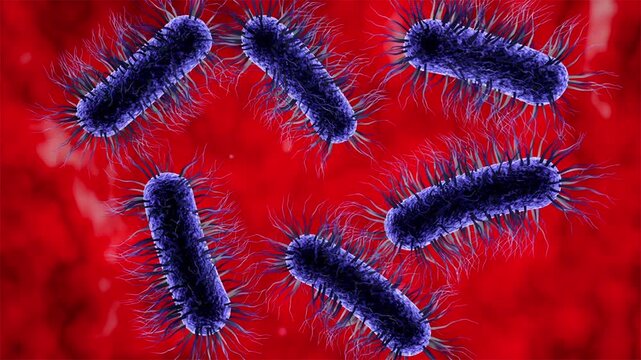 Escherichia coli, 3D animation. Flagellated and fimbriated Gram-negative bacteria associated with intestinal infections, urinary tract infections, sepsis and other human diseases.