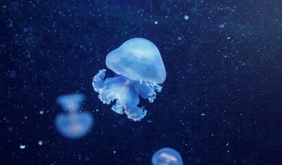 Luminous glowing blue medusa floating in ocean dark water © Minakryn Ruslan 