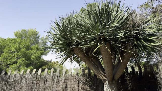 Mature dragon tree (Dracaena draco) with a thick, branching trunk and dense crowns of long, pointed green leaves, growing beside a rustic fence in a sunny Mediterranean garden.