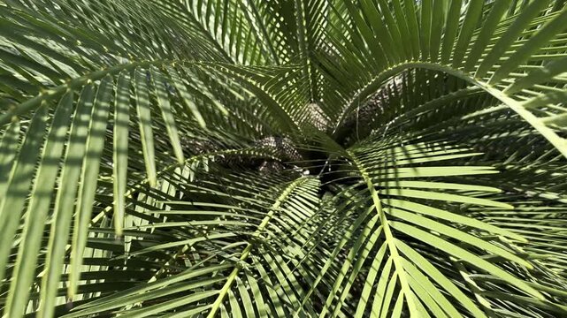 Close-up view of lush green date palm (Phoenix species) foliage, featuring long arching fronds and slender, sharply pointed leaflets illuminated by sunlight, with intricate overlapping patterns of lig