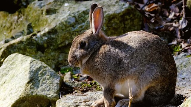 Wild European Rabbit Oryctolagus Cuniculus Grooming Face and Ears on Rocks Video Footage