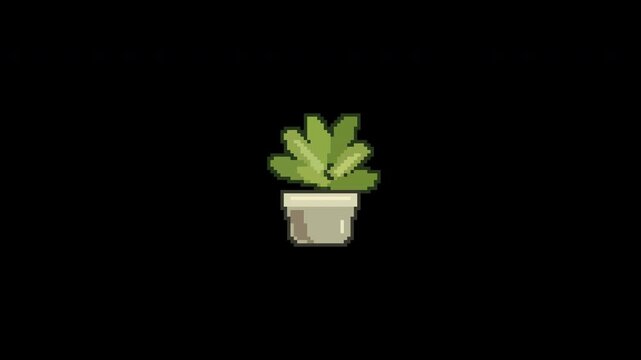 An olive green pixel succulent gently sways above a stationary cream ceramic pot in an eight second transparent loop.