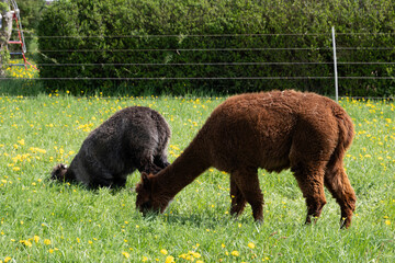 alpaka tier natur lama © fotorena.de
