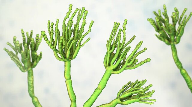 Penicillium, 3D animation. Filamentous mould with characteristic brush-like conidiophores and chains of conidia, important in medicine, food production, biotechnology and environmental microbiology.